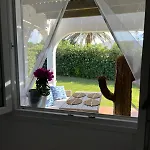 Menorca Palm *