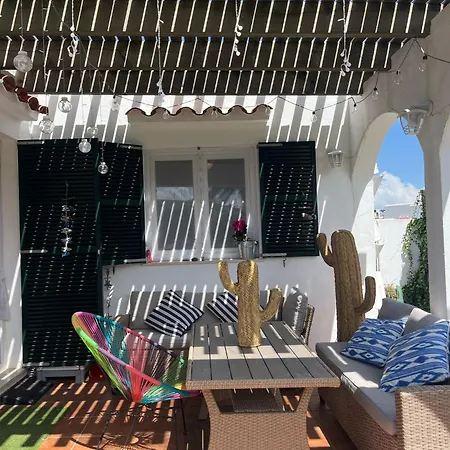 Menorca Palm *